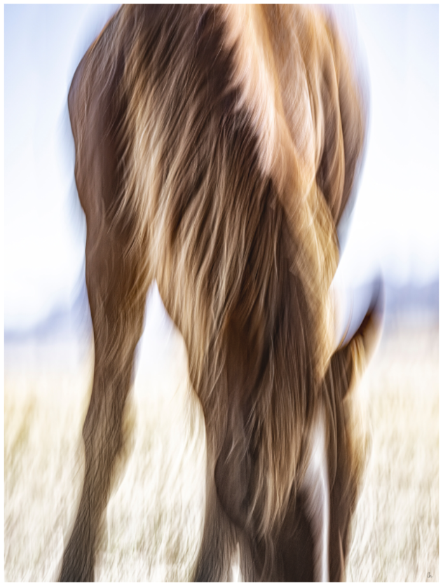 WILD MUSTANGS Ayawamat III