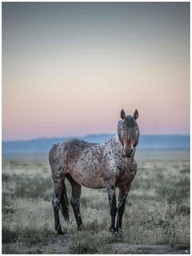 Wild Mustangs Ayita III