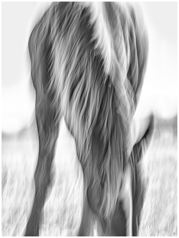 Wild Mustangs Bagwunagijik III