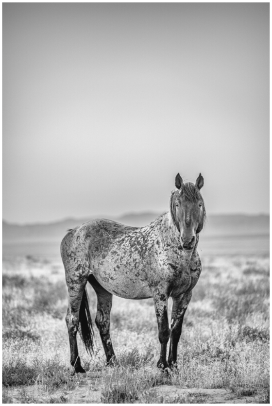 WILD MUSTANGS Kohana III