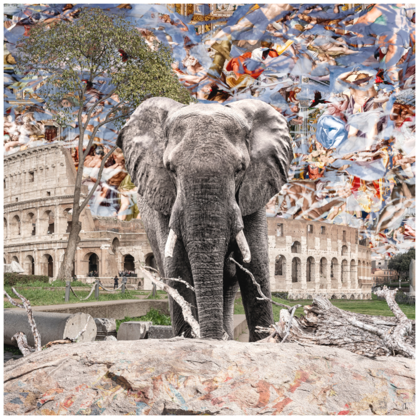 WILD CIRCUS Abenya II