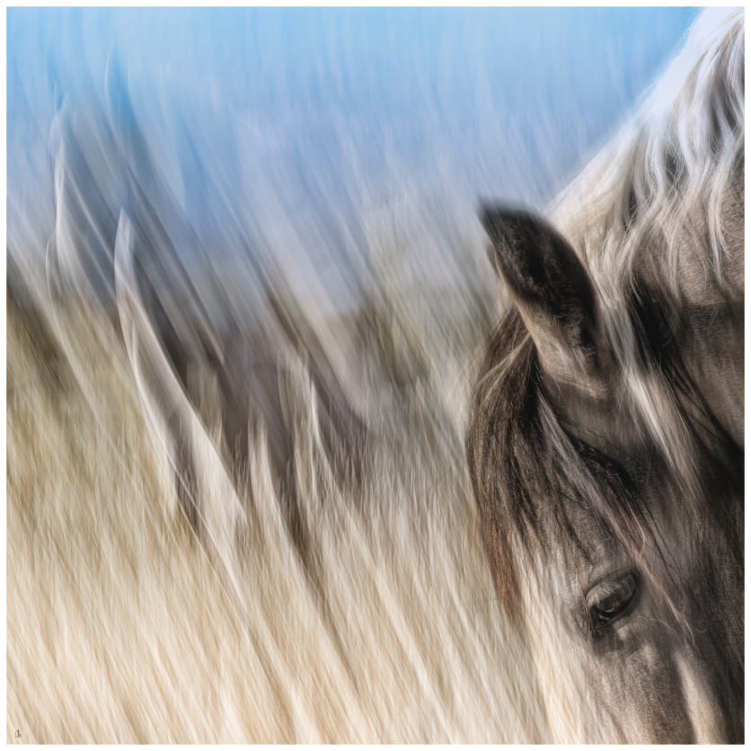 Wild Mustangs Bemidii II