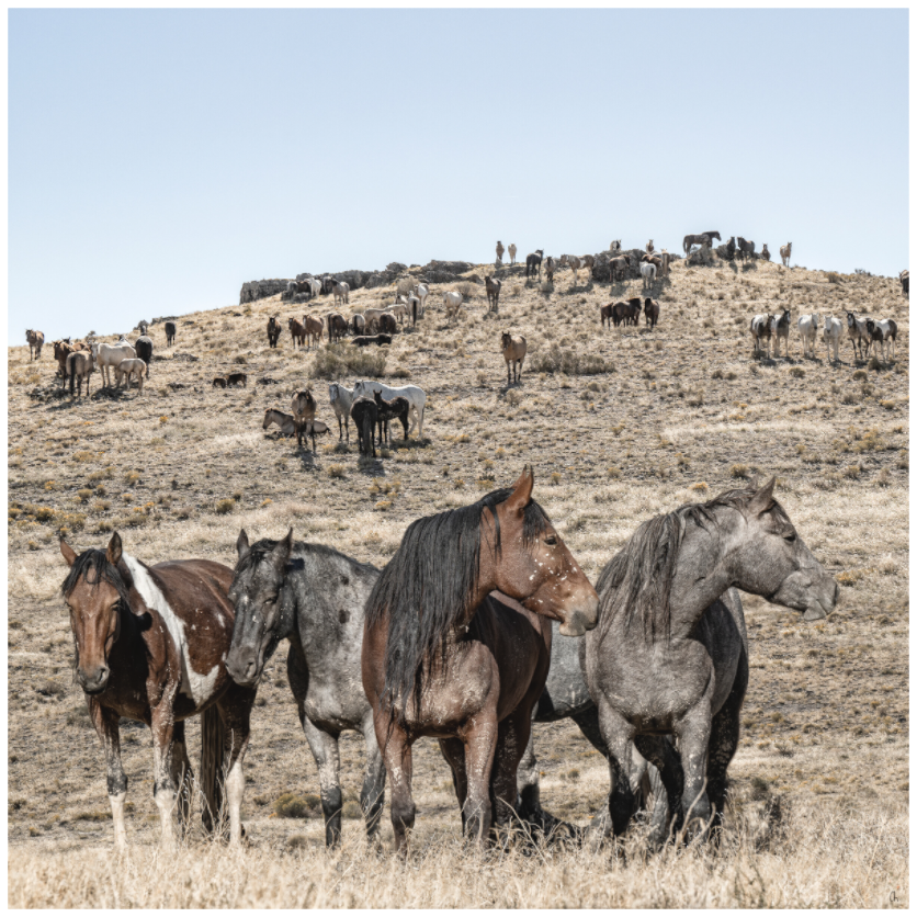 Wild Mustangs Bemossed II