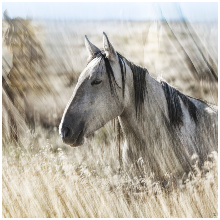 WILD MUSTANGS Cashesegra I