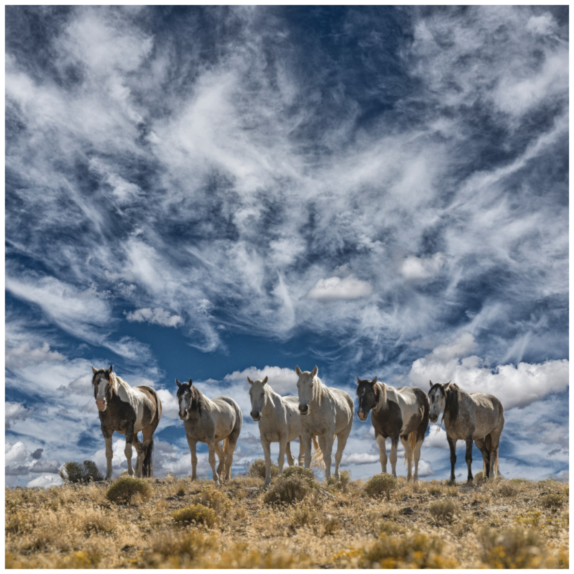 Wild Mustangs Cha'tima II