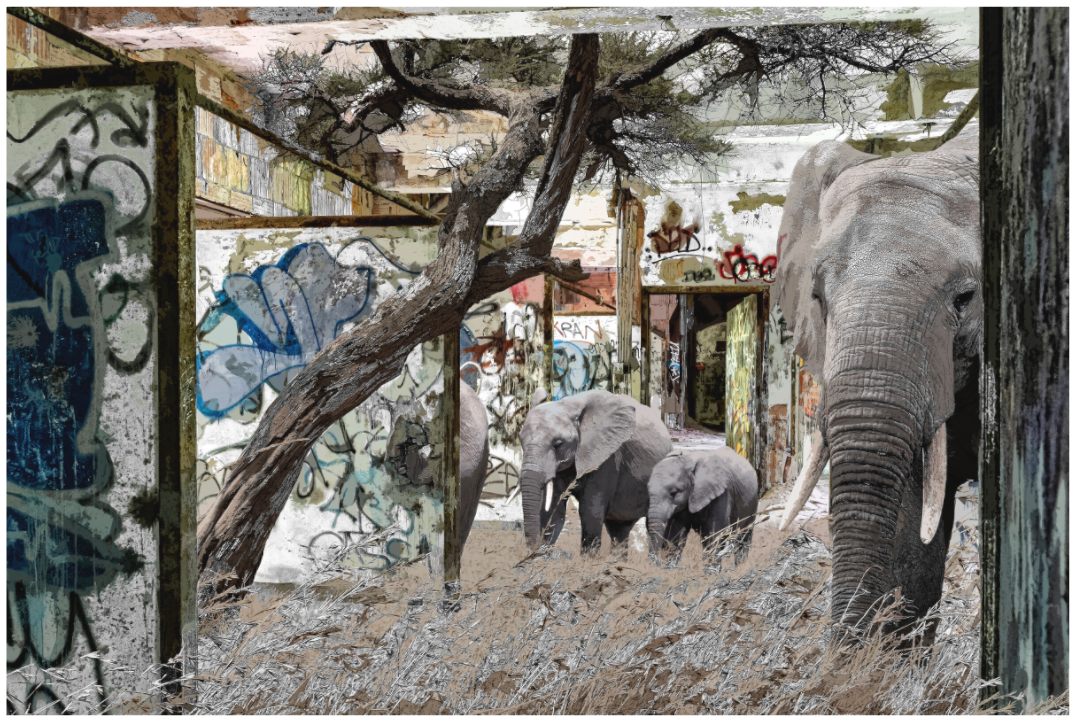 WILDCIRCUS Ambaya I