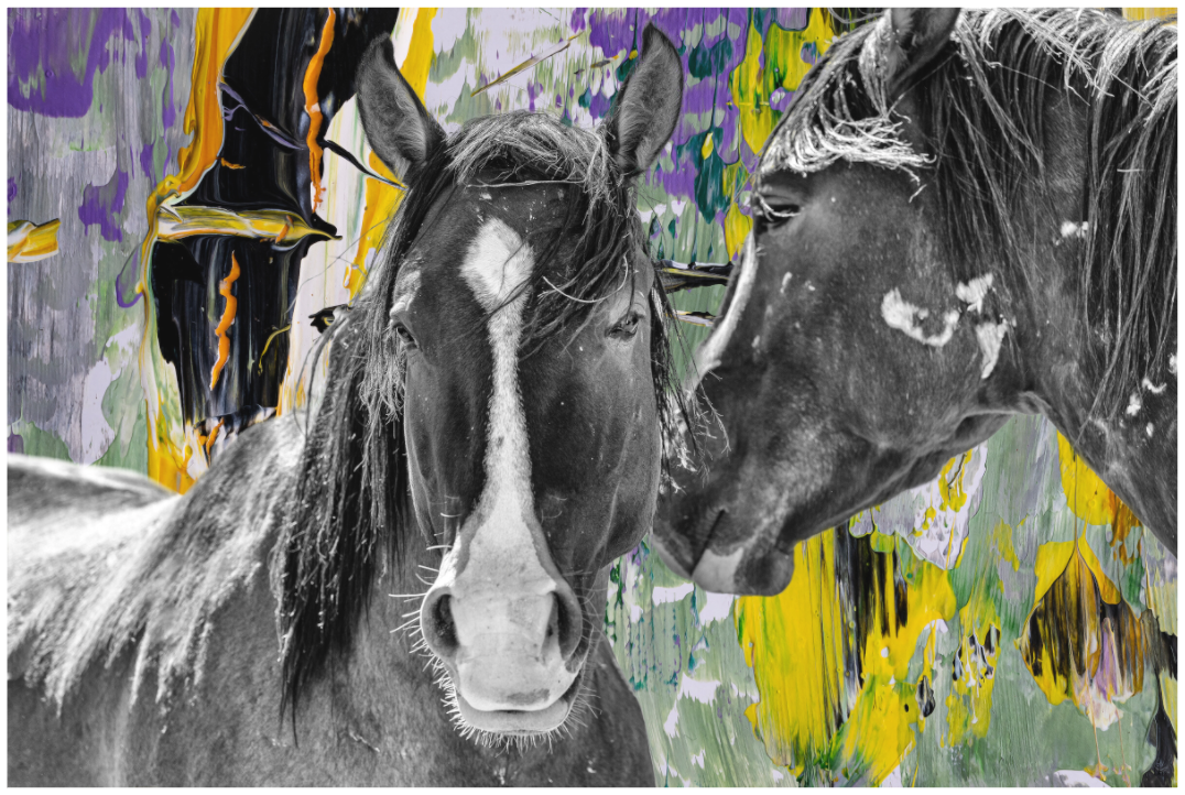 Wild Mustangs Kele I