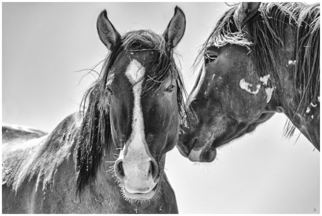 Wild Mustangs Bornbazine I