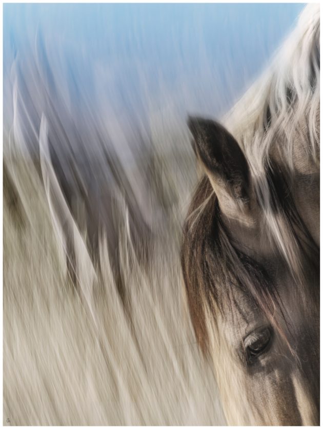 Wild Mustangs Bemidii III