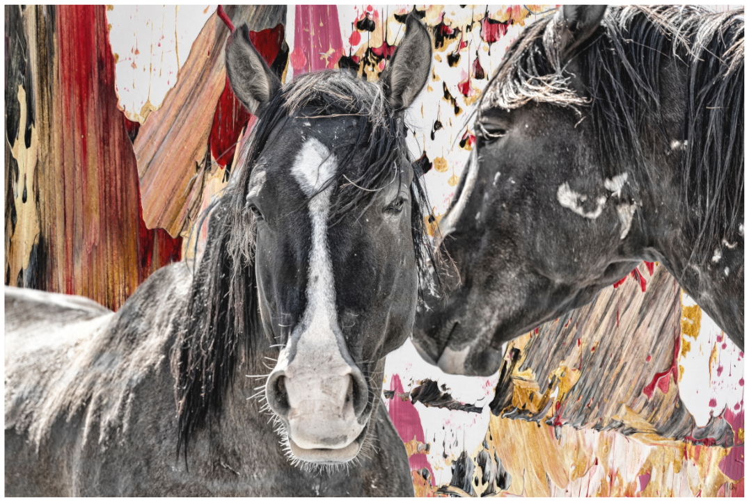 WILD MUSTANGS Keme I