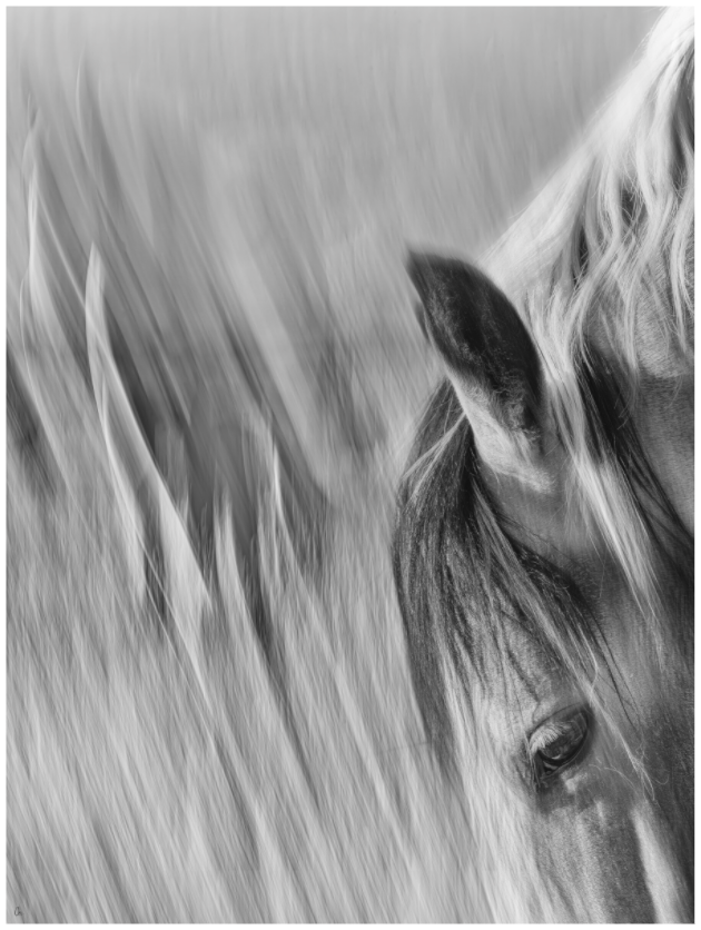 WILD MUSTANGS Cetanwakuwa III
