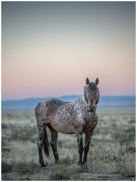 Wild Mustangs Ayita III