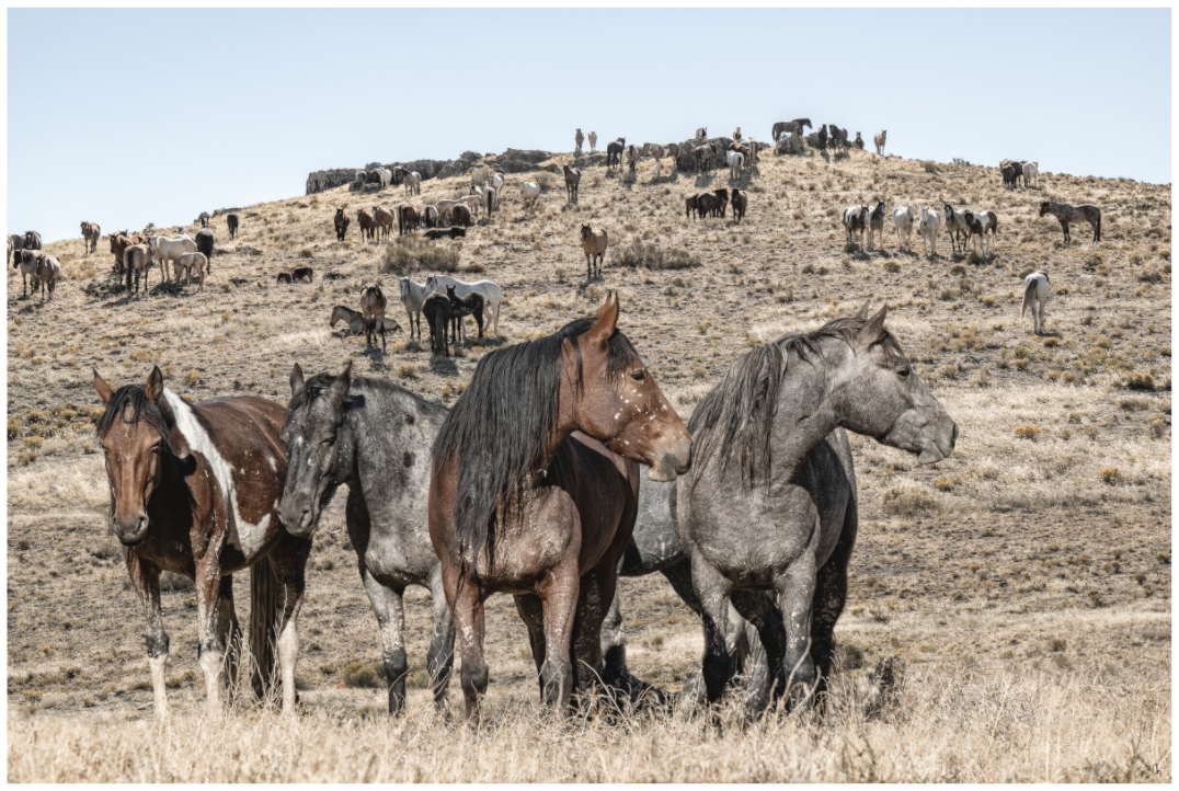 Wild Mustangs Bemossed I