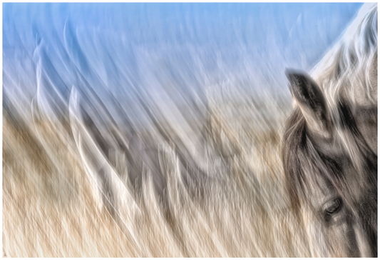 WILD MUSTANGS Bemidii I