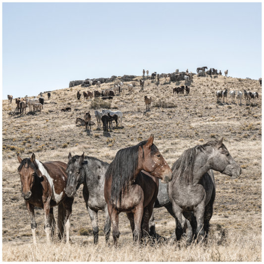 Wild Mustangs Bemossed II