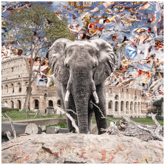 WILDCIRCUS Abenya II
