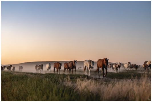 Wild Mustangs Bly