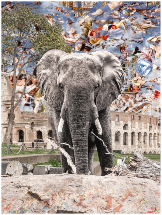 WILD CIRCUS Abenya III