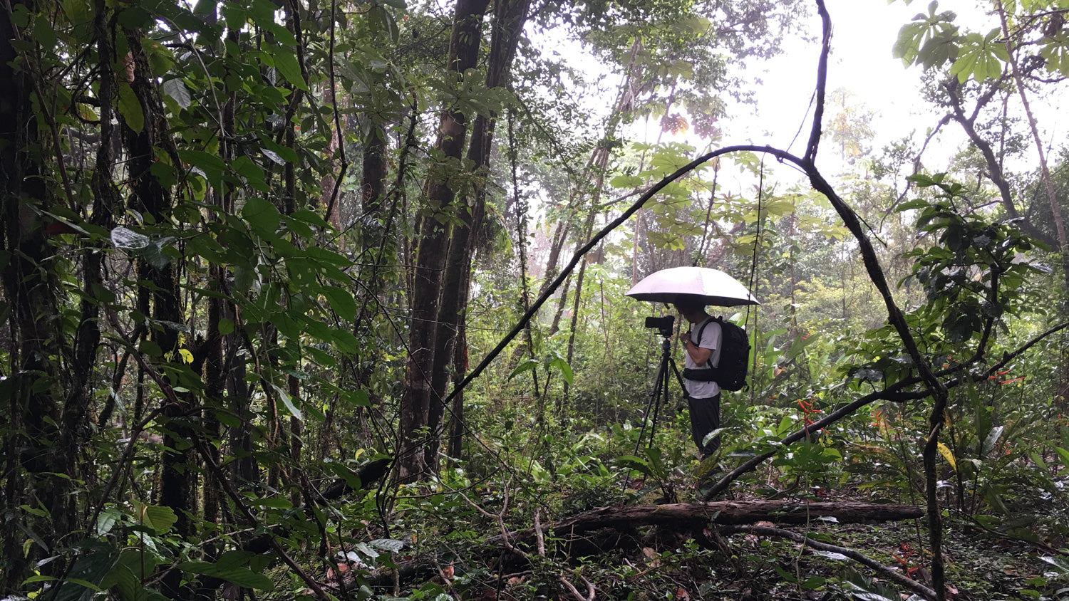 Alexander Maria Lohmann im Regenwald – Fine Art Fotokunst Natur