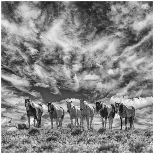 Wild Mustangs Chansomps II