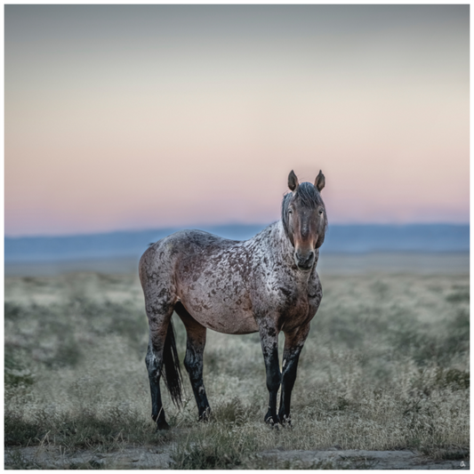 Wild Mustangs Ayita II